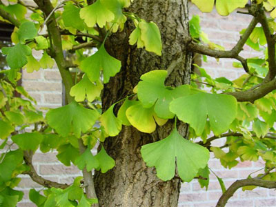 Ginkgo-biloba-tree